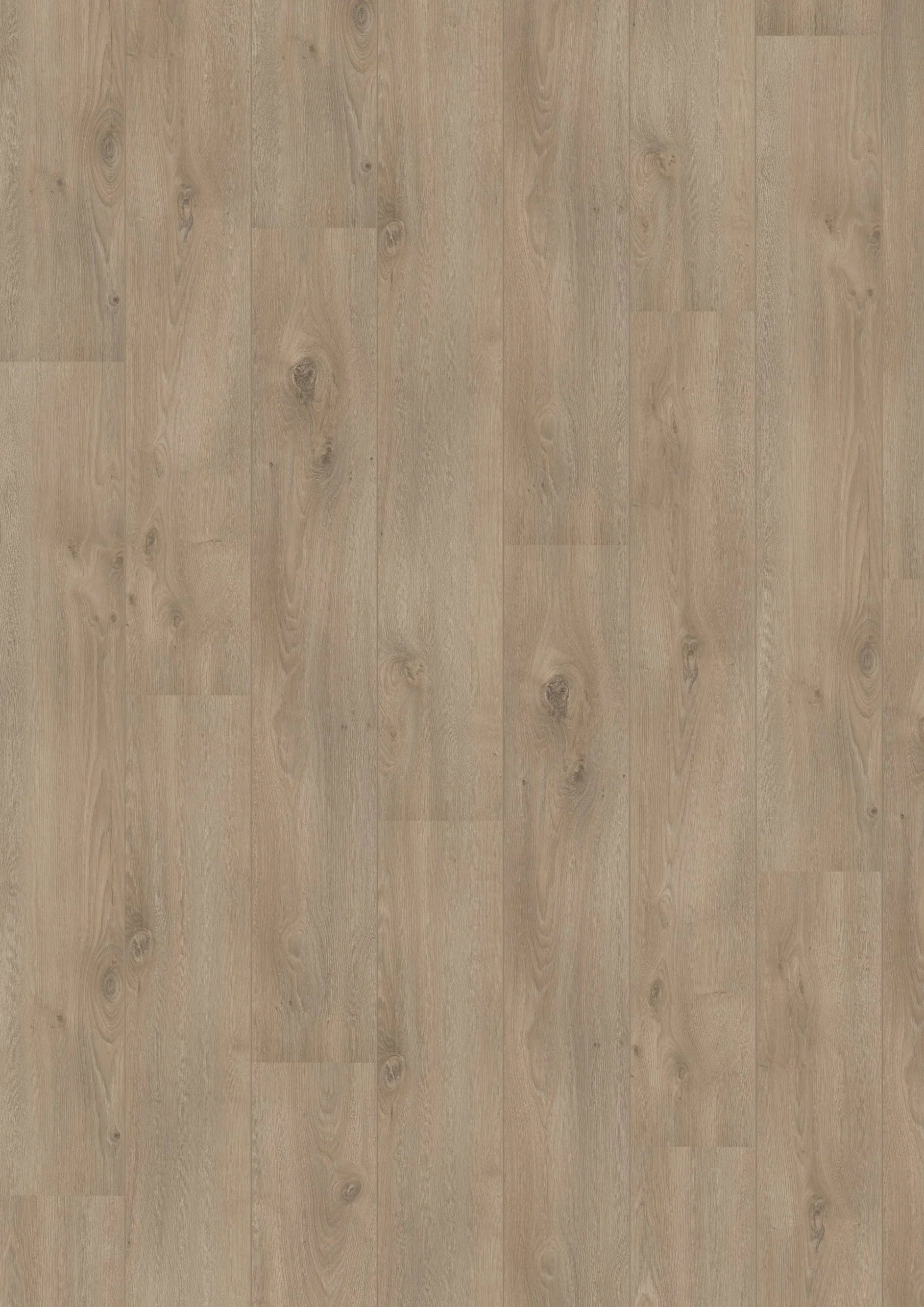 Royal V2 Campania 106