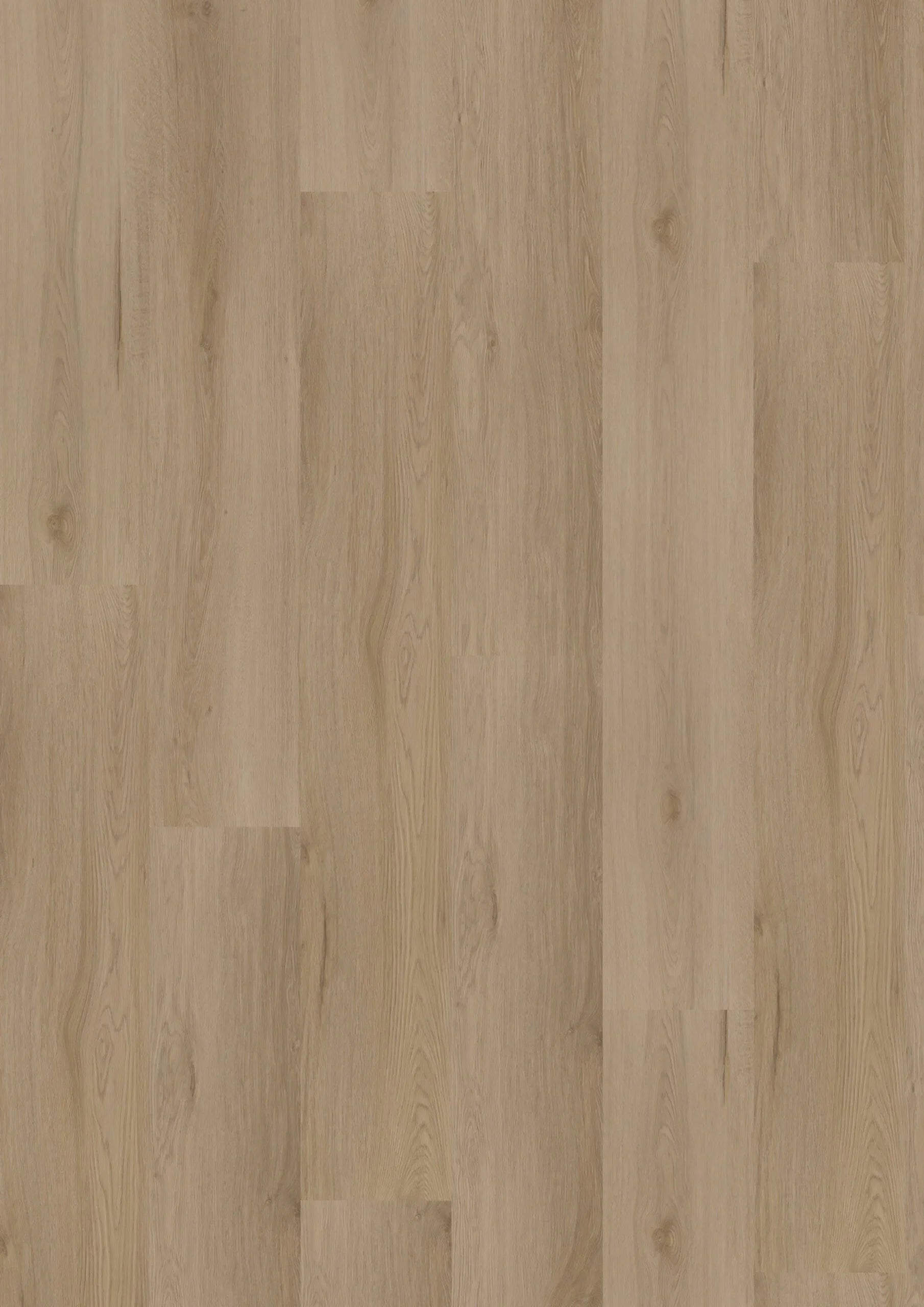 Ambassador Dryback Montana 61