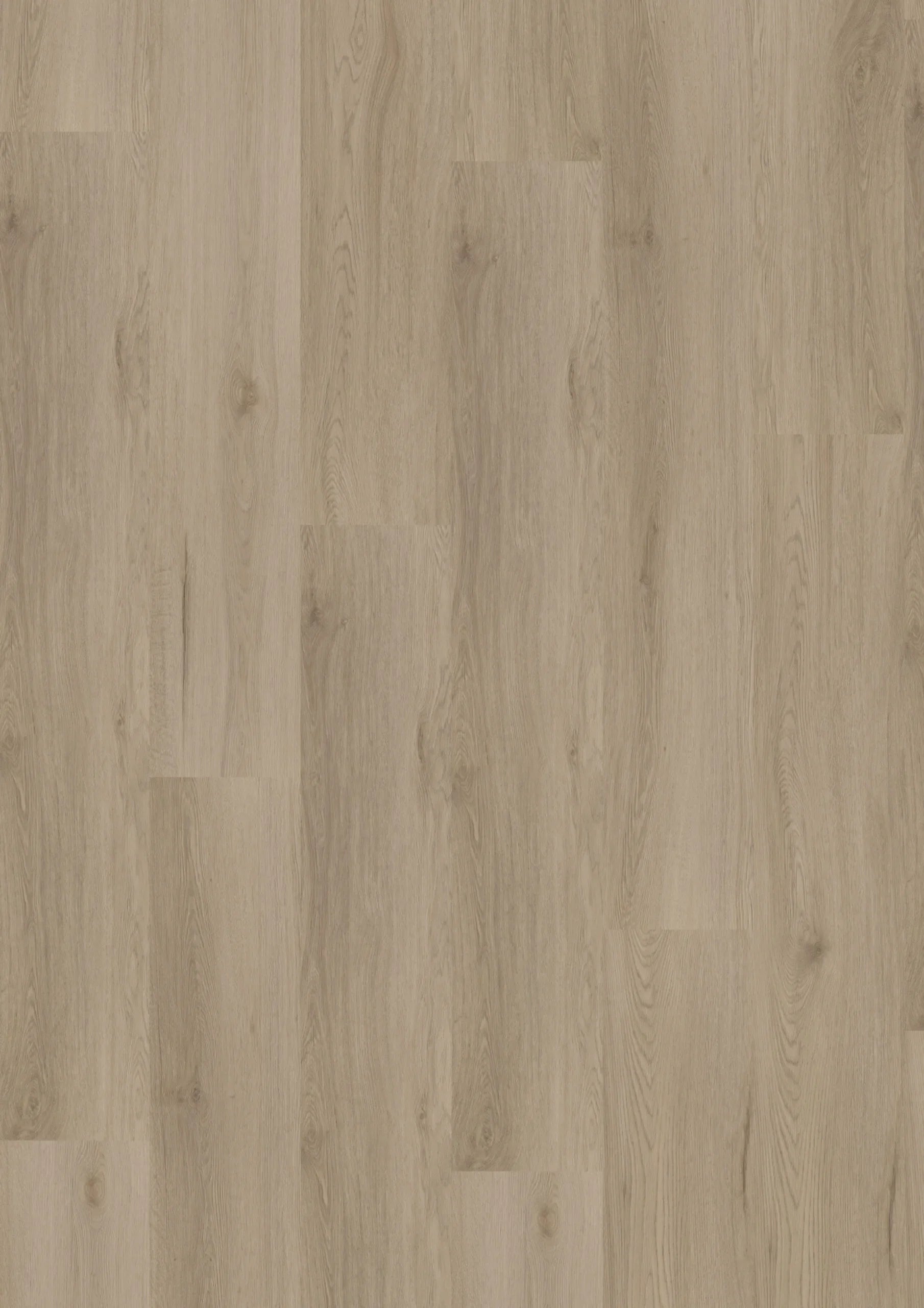 Ambassador Dryback Missouri 63