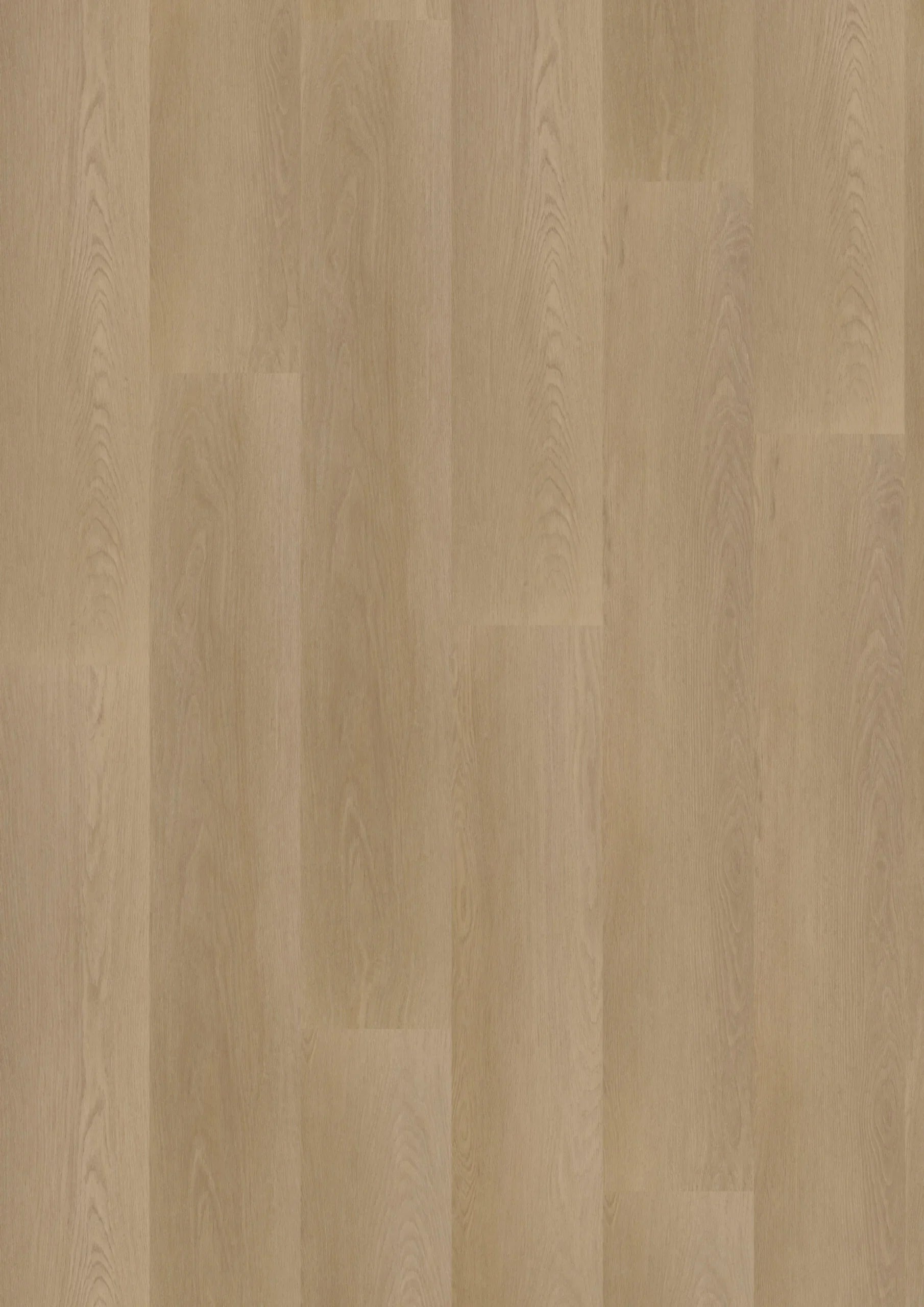 Ambassador Dryback Georgia 6