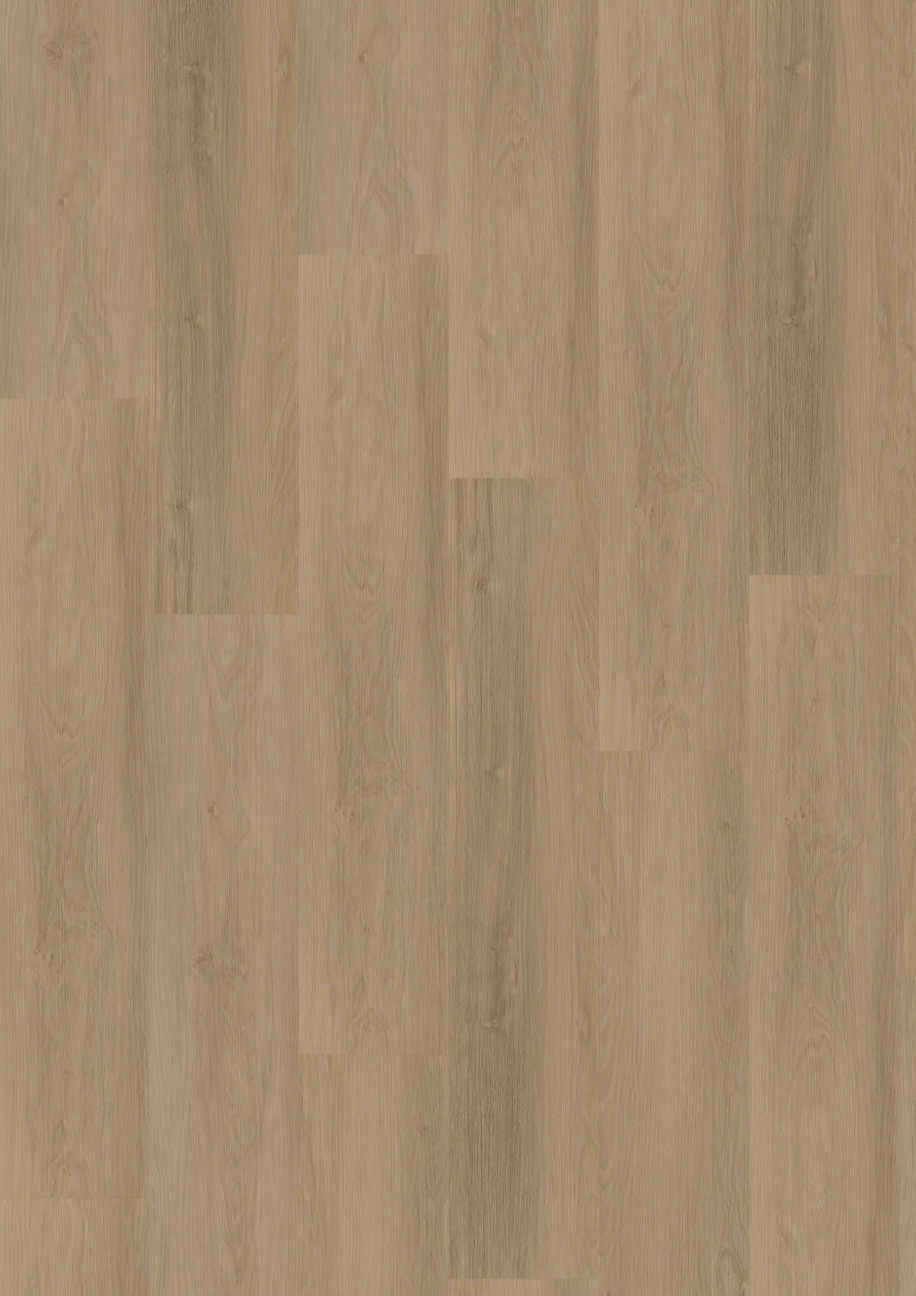 Briljant Tulp 20017 Dryback